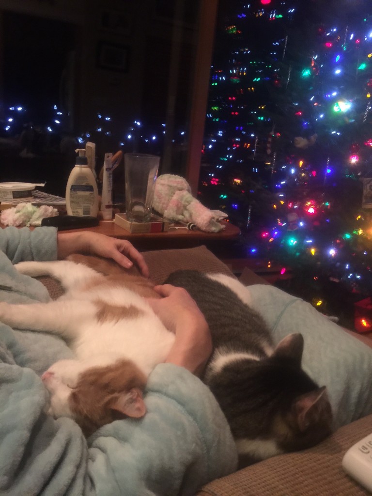 Christmas catnap