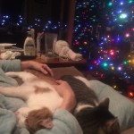 christmas-catnap